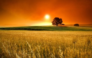 Summer-Cornfield