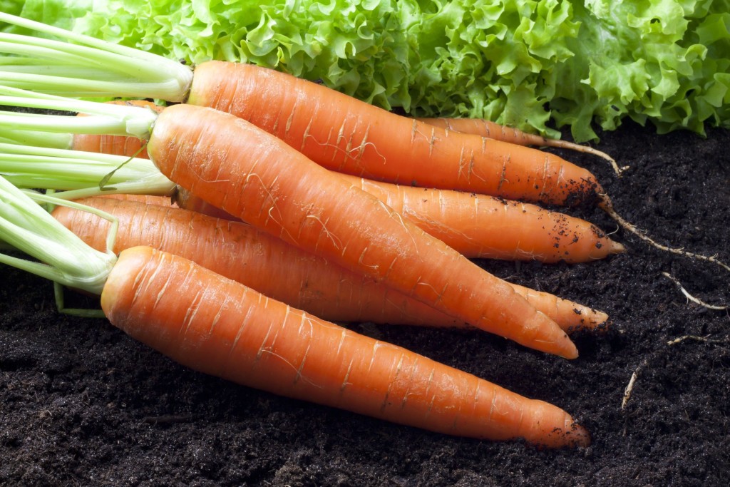 CARROT-F1-KING