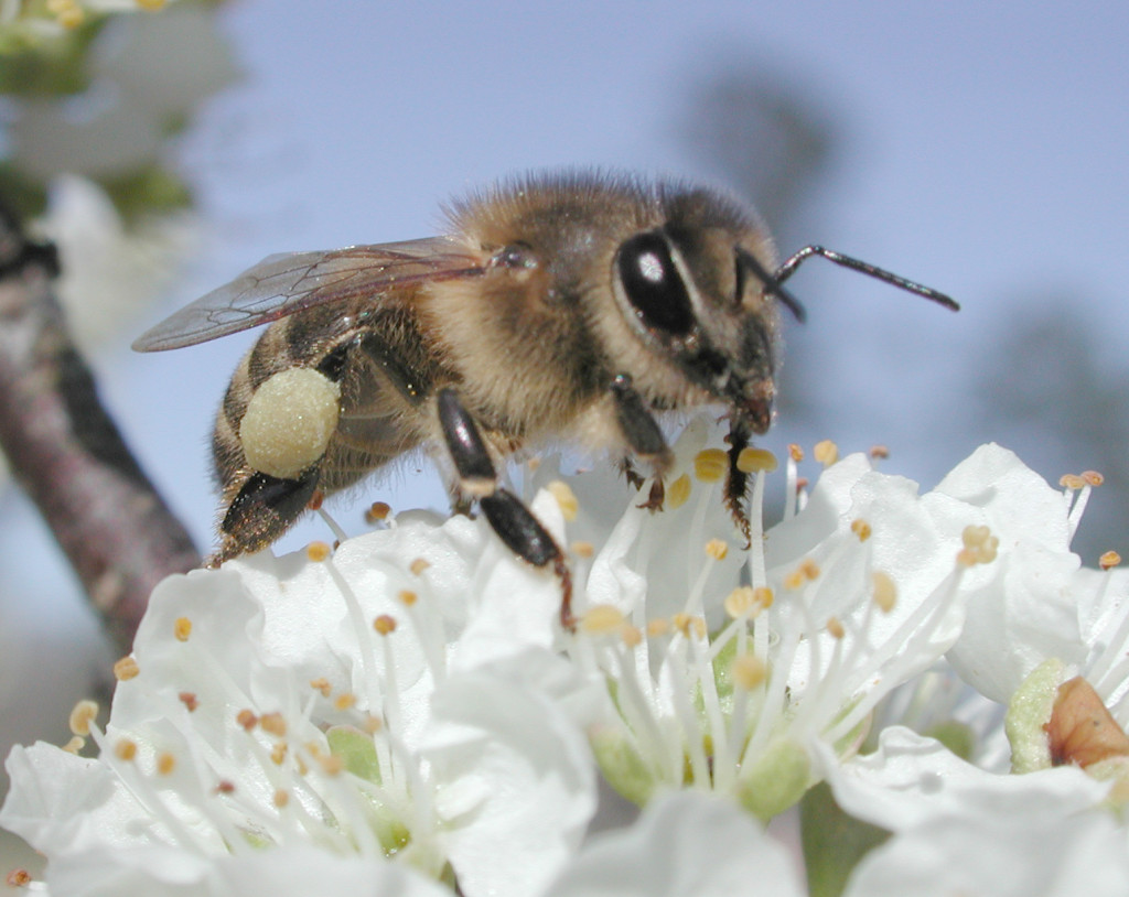 Plumpollen0060