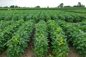 soybean-crops1